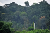 La Côte d’Ivoire et l’UE signent un accord sur la réglementation et le commerce forestier