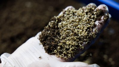 Devrions-nous laisser les mouches manger nos déchets alimentaires ?