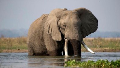 Trop d'éléphants : L'abattage des éléphants au Zimbabwe est-il justifié ?