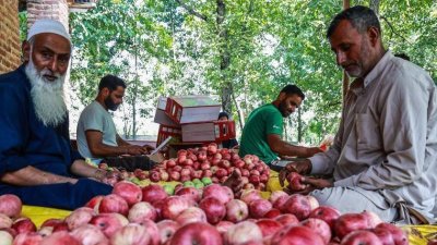 Des scientifiques indiens à la recherche de la pomme parfaite
