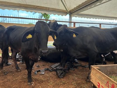 6eme édition du SARA: des éleveurs reçoivent 47 vaches Gyrolando en provenance du Brésil 