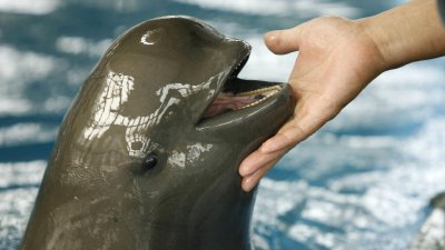 La lutte pour sauver de l'extinction le rare marsouin sans nageoire de Chine