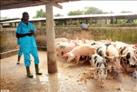 Région du Poro : 300 ex-combattants apprennent les techniques de l’agropastoral