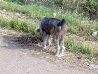 Des chiens enragés s’attaquent aux populations