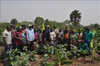 Agriculture : le Comité national de pilotage du PPAAO/WAAPP à la rencontre des bénéficiaires