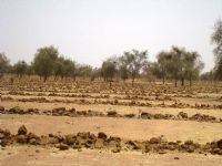 La FAO et l’UE intensifient la lutte contre la désertification en Afrique, aux Caraïbes et dans le Pacifique