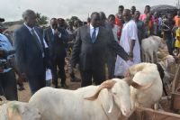 TABASKI 2015: Plus de 80 000 moutons attendus mercredi