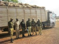 Fraudes/ Ferkessedougou : un camion-remorque de 42 tonnes de noix de cajou intercepté à la frontière Nord