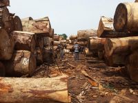 Côte d’Ivoire: Institution d’une taxe de 5% sur les ventes de bois en grumes