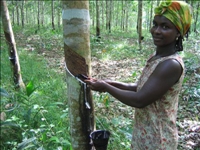 L'APROMAC favorise l'inclusion économique des femmes et des personnes démunies dans la filière hévéa