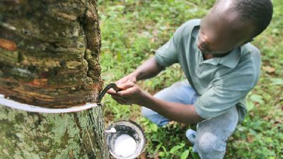 Le CNRA lance le projet de valorisation des déchets organiques en pépinière d’hévéa
