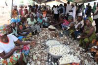 Maladie du manioc en Afrique: des chercheurs mettent en garde contre une 