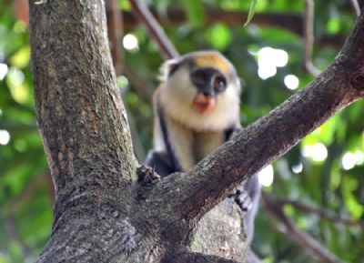 Le CSRS est leader en matière de primatologie sur le continent africain