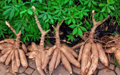 La FAO évalue les opportunités en matière de culture de maraîchers à Gbéléban