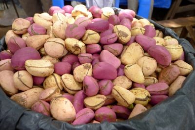 L’interprofessionnel de la filière Cola reconnaissant au gouvernement pour la suspension de nouvelles cotisations