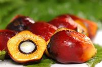 Investissement / Huile de palme : Dekel Oil investit plus de 10 milliards FCFA