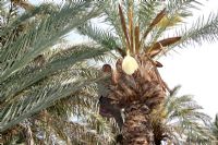 Côte d’Ivoire: construction d’une centrale à biomasse en 2015