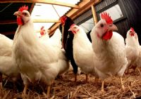 L'Etat ivoirien édicte des mesures pour contenir la grippe aviaire