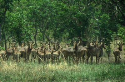 De bonnes perspectives d’un appui financier à la gestion du Parc national de Taï (Directeur exécutif FPRCI)