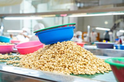 Agriculture : le gouvernement fixe à 5% le droit unique de sortie sur les exportations d'amandes de cajou