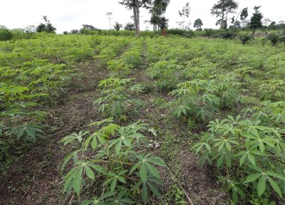 Agriculture : Plus de 5 millions de boutures de manioc distribuées dans le cadre du projet PURGA 2 en zone Centre-Ouest