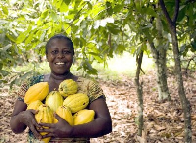 Agroforesterie : un cacao ,ami de la forêt