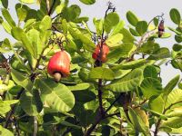 Daloa-Campagne anacarde 2025 : Les acteurs exhortés à s'engager pleinement pour une réussite