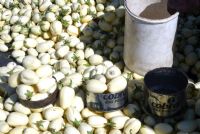 Cherté de vie : six aubergines se vendent à 200 F sur les marchés à Dabakala