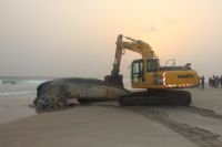 Un cachalot découvert mort à Assouindé (Assinie)