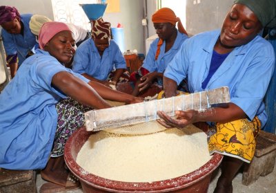 Bénéficiaire de l’accompagnement du PA Psgouv : l’Unité de Transformation de manioc de Broukro ambitionne de passer de 420 tonnes/an à 820 tonnes