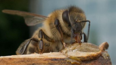 Des scientifiques d'Oxford créent un superaliment pour sauver les abeilles de la disparition