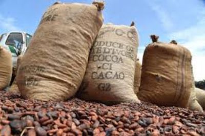 Mévente du cacao : Des acteurs de la filière appellent les paysans d’Agboville à la retenue