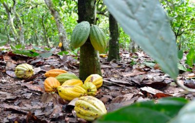 La Côte d'Ivoire devance les directives de la nouvelle loi de l'UE sur les importations de cacao
