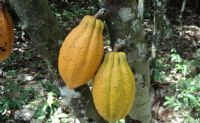 Une faitière des producteurs de cacao rassure sur la commercialisation de la production