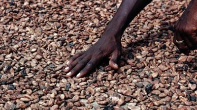 Cacao: 2023, l'année où les cours vont de nouveau baisser ?