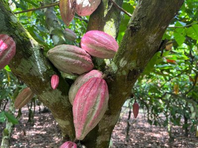 Cacao: les producteurs choisissent l’ONPCC pour défendre leurs intérêts 