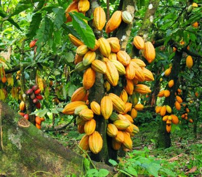 Durabilité de la filière café-cacao : Le gouvernement ivoirien déploie de nombreuses initiatives
