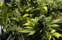 Abengourou / Lutte contre  les stupéfiants: la police saisit 100 pieds de cannabis