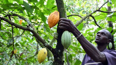 Agriculture : 934,95 milliards de FCFA distribués aux producteurs de cacao à fin septembre 2022