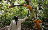 Des producteurs de cacao favorables à un cadre d’échanges avec les exportateurs