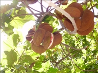 Filière noix de cola: Les producteurs réclament une subvention