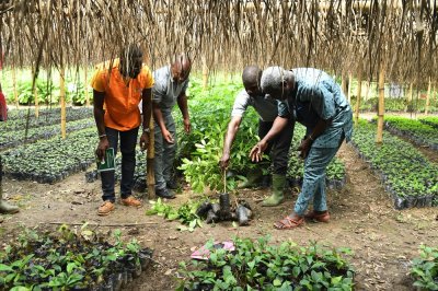 Côte d'Ivoire/Cacaoculture : le Conseil café-cacao se félicite de la mise en œuvre de la norme ARS 1000 pour un 