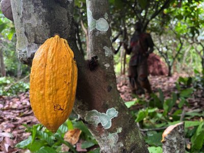 Côte d'Ivoire/Cacaoculture : le régulateur dénonce un surpaiement du cacao à l'entrée des usines de certains exportateurs