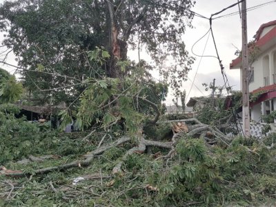 Côte d'Ivoire/ Drame à Grand-Bassam: Une branche d'un arbre centenaire tue 2 personnes devant la Mairie