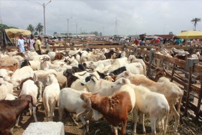 Côte d'Ivoire/Élevage : lancement d'une opération nationale de recensement des acteurs de la filière des petits ruminants