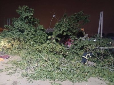 Côte d'Ivoire : la chute d'un fromager fait trois morts et trois blessés graves au quartier Nimbo à Bouaké 