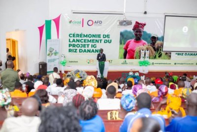 Côte d'Ivoire/Labellisation du Riz Danané par le système des indications géographiques (IG) : le projet officiellement lancé à l’Université de Man
