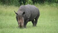 Pour avoir causé des désastres : Le transfert d’un Rhinocéros dans une réserve privée par des experts Sud-Africains annoncé