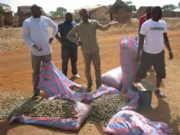 Région des savanes/ Fuite de l’anacarde des frontières Nord vers le Mali et le Burkina Faso