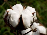 Coton ivoirien: un prêt de 10,1 milliards de Fcfa au profit de la CIDT